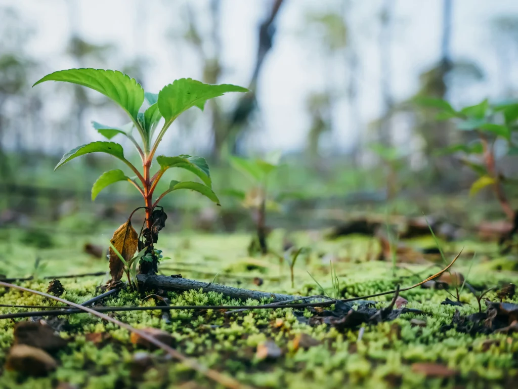 Conférence d’entreprise sur la durabilité avec plantation d’arbres en Espagne