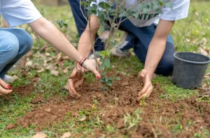 Plantation d’arbres en Espagne: activité team building pour entreprises, 2026